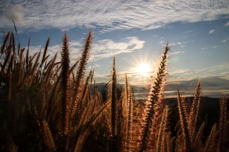Beautiful landscape of golden grass flower with sunrise natural background.の写真素材