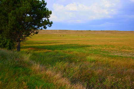 Farm field with green and yellow stripes of plants the end of the summer