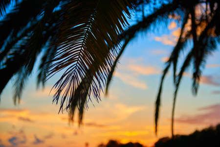 Beautiful soft sunset through the silhouette of palm leafesの写真素材