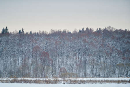 Frozen snowy sleeping winter forest on the backgroundの写真素材