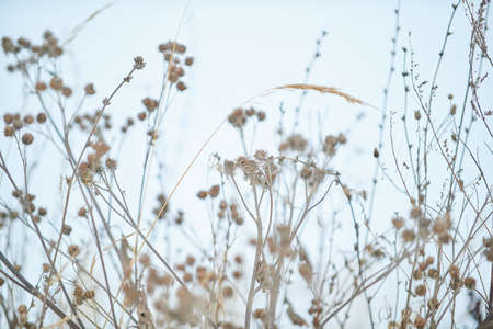 Close up of sleeping plants in winter with blue gray sky on the backgroundの写真素材