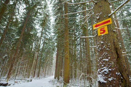 Yellow direction with red number three and arrow on winter forest backgroundの写真素材