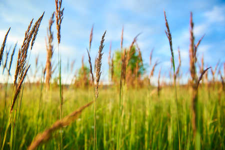 Plants on a green summer meadow with sky and treesの写真素材