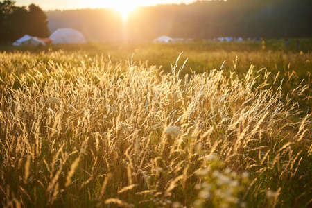 Golden plants in rays of summer sunsetの写真素材