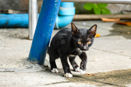 The black orphaned cat is walking into the food.の写真素材