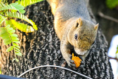 A squirrel lives on a tree and descends to the bottom and picks it up to eat.の写真素材