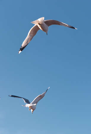Seagulls flying very low above the beachの写真素材