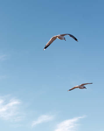 Seagulls flying very low above the beachの写真素材