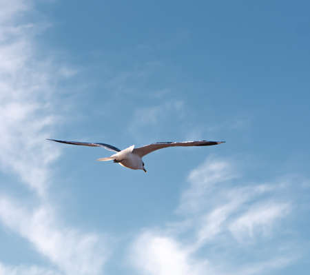 Seagulls flying very low above the beach