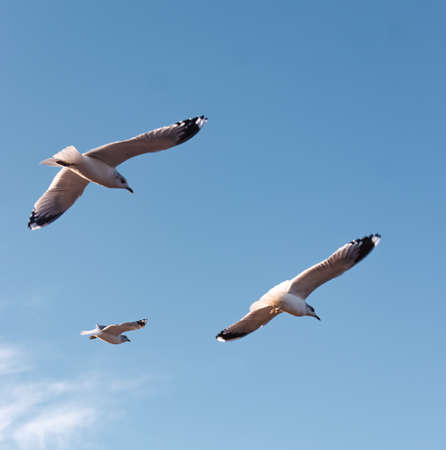 Seagulls flying very low above the beach