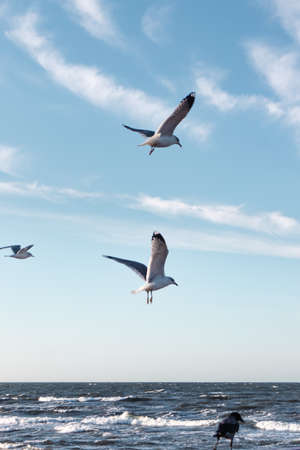 Seagulls flying very low above the beachの写真素材