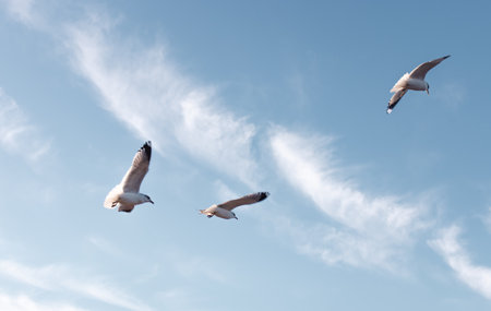 Seagulls flying very low above the beach