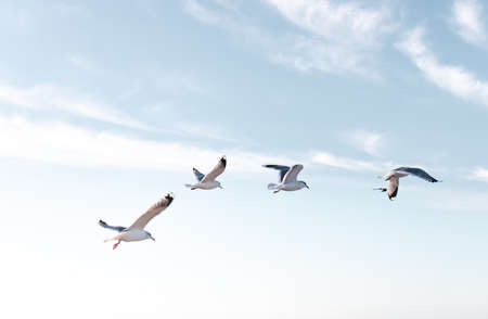 Seagulls flying very low above the beachの写真素材