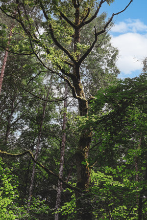 A vertical shot of a large tree in the middle of a forest