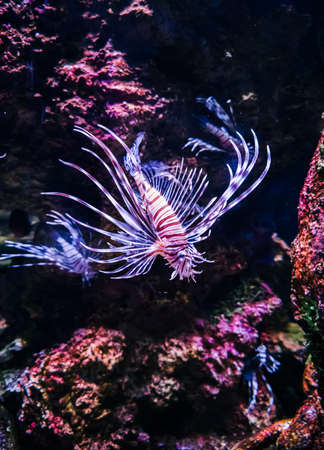 Colourful fish in aquarium