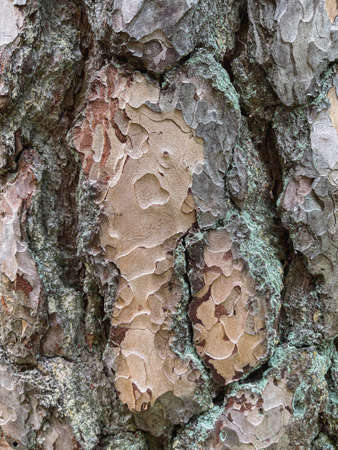 Tree texture material from very close showing patterns and details of a tree. Reference and design...