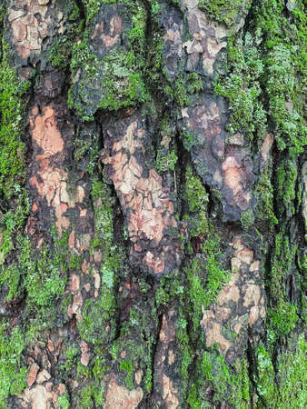 Green moss over pine tree texture from very closeの写真素材