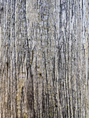 Old wood texture with natural pattern. Abstract background and texture for design.の写真素材