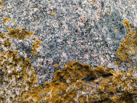 Texture of stone with yellow lichen. Background and texture for design.の写真素材