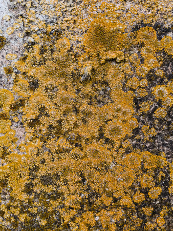 Yellow lichen and moss on the stone close-up. Natural background.の写真素材