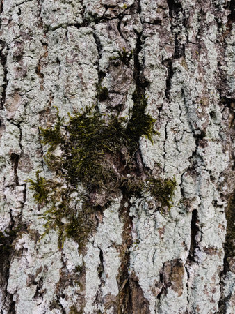 Tree bark covered with moss and lichen. Natural background texture.の写真素材