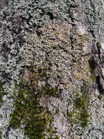 Tree bark covered with green moss and lichen in the forest.