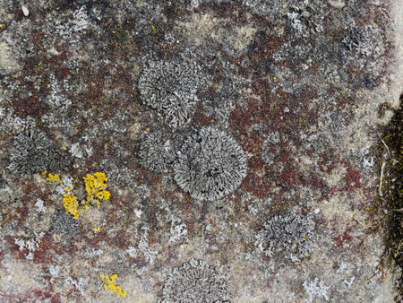 Lichen on the surface of the stone. Abstract background for design.