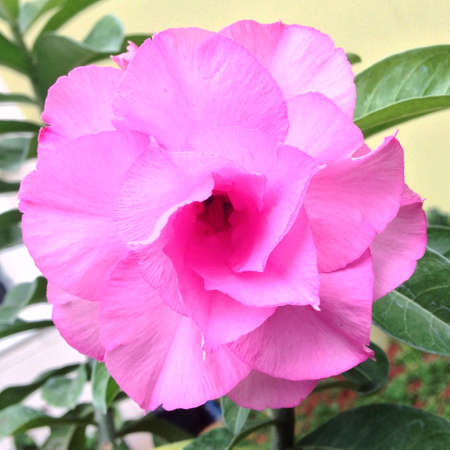 Pink adeniumの素材