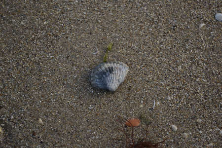 Scallop shell on the sand. Close-up. Selective focus.