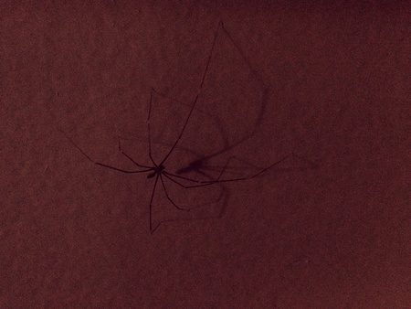 Spider walking in the wall 