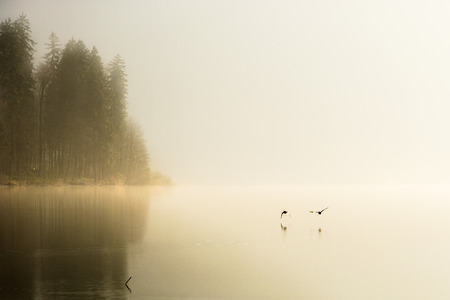ducks flying over foggy lake