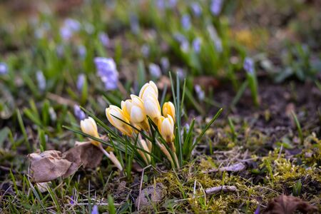 Little spring flowers on the ground in the afternoon