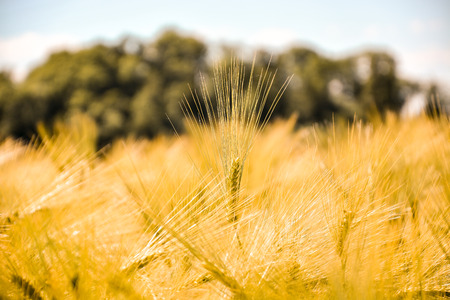 Wheat field close-up in the summer sunの写真素材