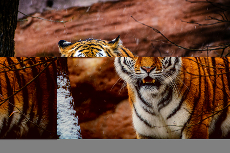 Threatening tiger in the snowの写真素材