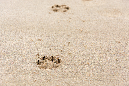 Path of footprints of dog's paw in the sandの写真素材