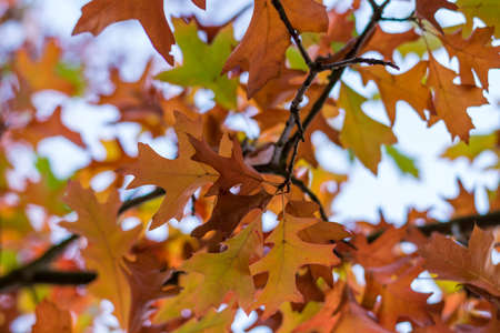 Colourful autumn leaves on a tree as seen from below