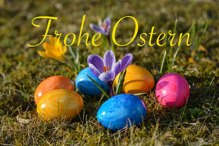 Happy Easter in German with several colorful Easter eggs lying on grass with crocuses close upの写真素材