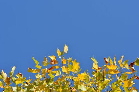 Side border with autumn leaves on the bottom with blue sky