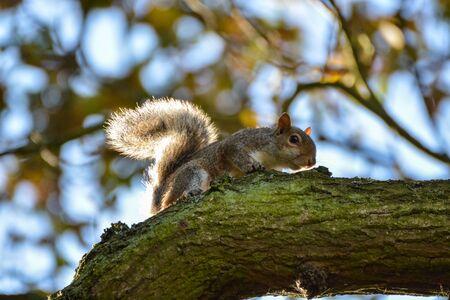 A curious squirrel on a tree in autumn