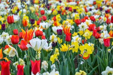 A field of different spring flowers with beautiful coloursの写真素材