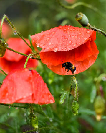 A bumble bee looking for shelter under a poppy with rain drops during the rainの写真素材