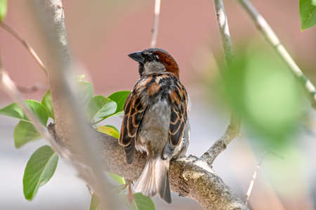 Sparrow sitting on a branch in a tree close upの写真素材