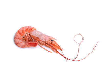 King prawn on white backgroundの写真素材