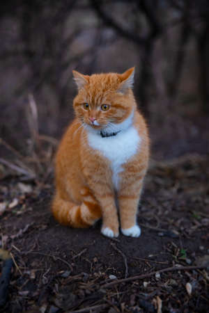 Full length sitting ginger catの写真素材