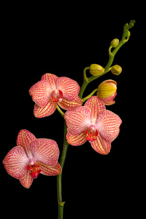 A close up of a flower.Orchid isolate on a black background. Phalaenopsis.の写真素材