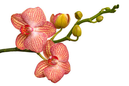 A close up of a flower.Orchid isolate on a white background. Phalaenopsis.Pink-yellow orchid horizontalの写真素材