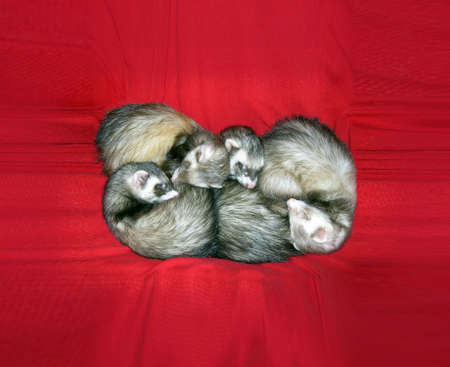 Ferrets on Redの写真素材