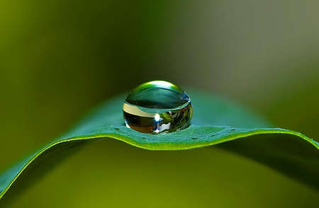 On The Leavesの写真素材