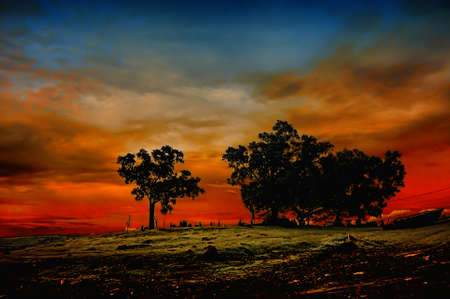 Silhouette of The Treesの写真素材