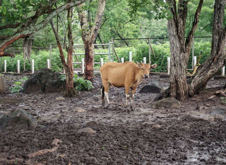 Bull in Baluran National Park Indonesiaの写真素材